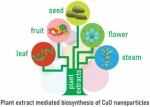 New frontiers in the plant extract mediated biosynthesis of copper oxide (CuO) nanoparticles and their potential applications: A review