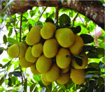 Jackfruit (Artocarpus Heterophyllus lam.) is a perspective source for making a fruit distillate in south Vietnam