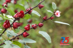 Extraction, isolation of some active compounds from Hibiscus sabdariffa calyx – study on processing Hibiscus sabdariffa calyx instant tea